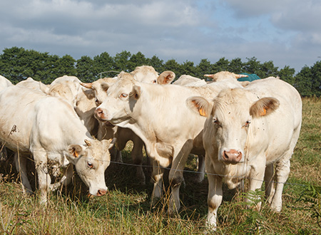 Exploitation agricole près de Blangy-sur-Bresle, Abbeville, Dieppe