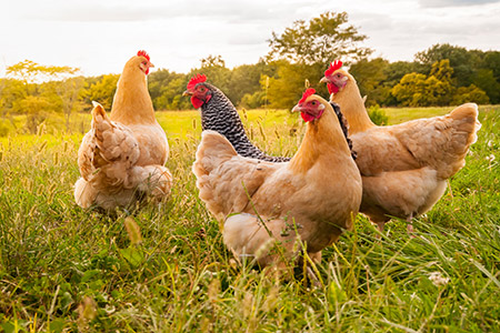 Exploitation agricole près de Blangy-sur-Bresle, Aumale, Neufchâtel-en-Bray