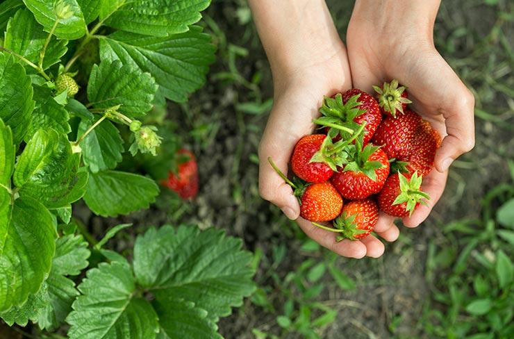 Cueillette de fraises de libre-service à Blangy-sur-Bresle, Abbeville et Dieppe