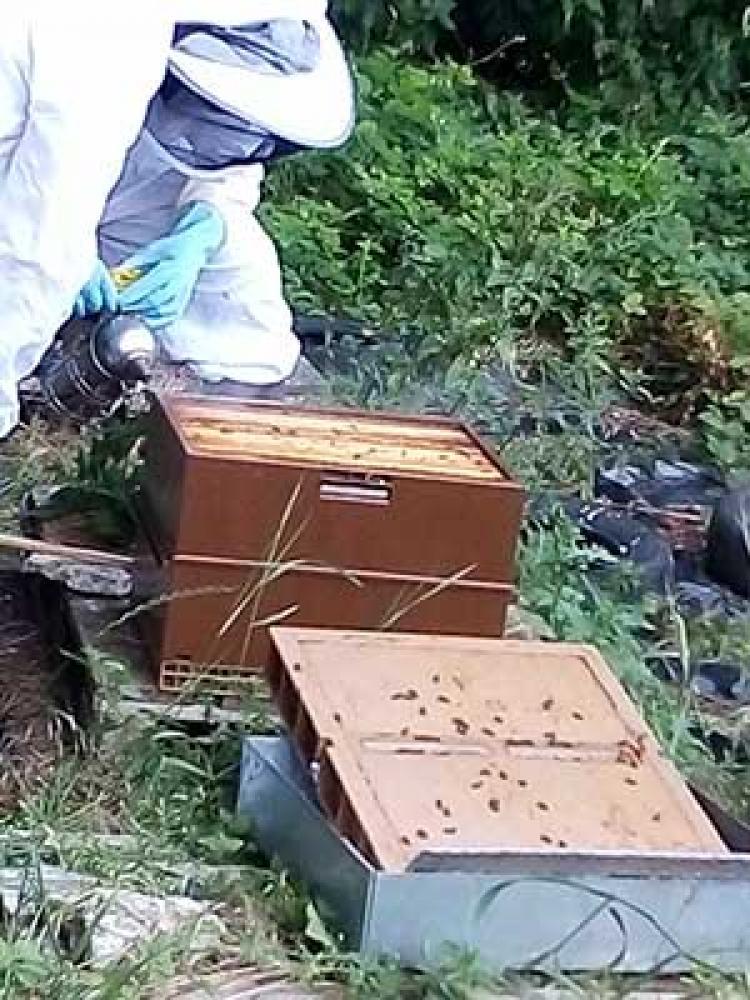 Apiculture Louis Michel