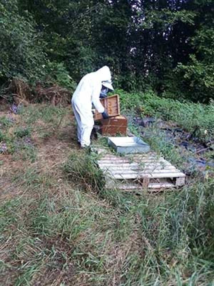 Apiculture Louis Michel